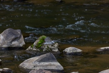 Crested Kingfisher 奈良県 Sun, 4/28/2024