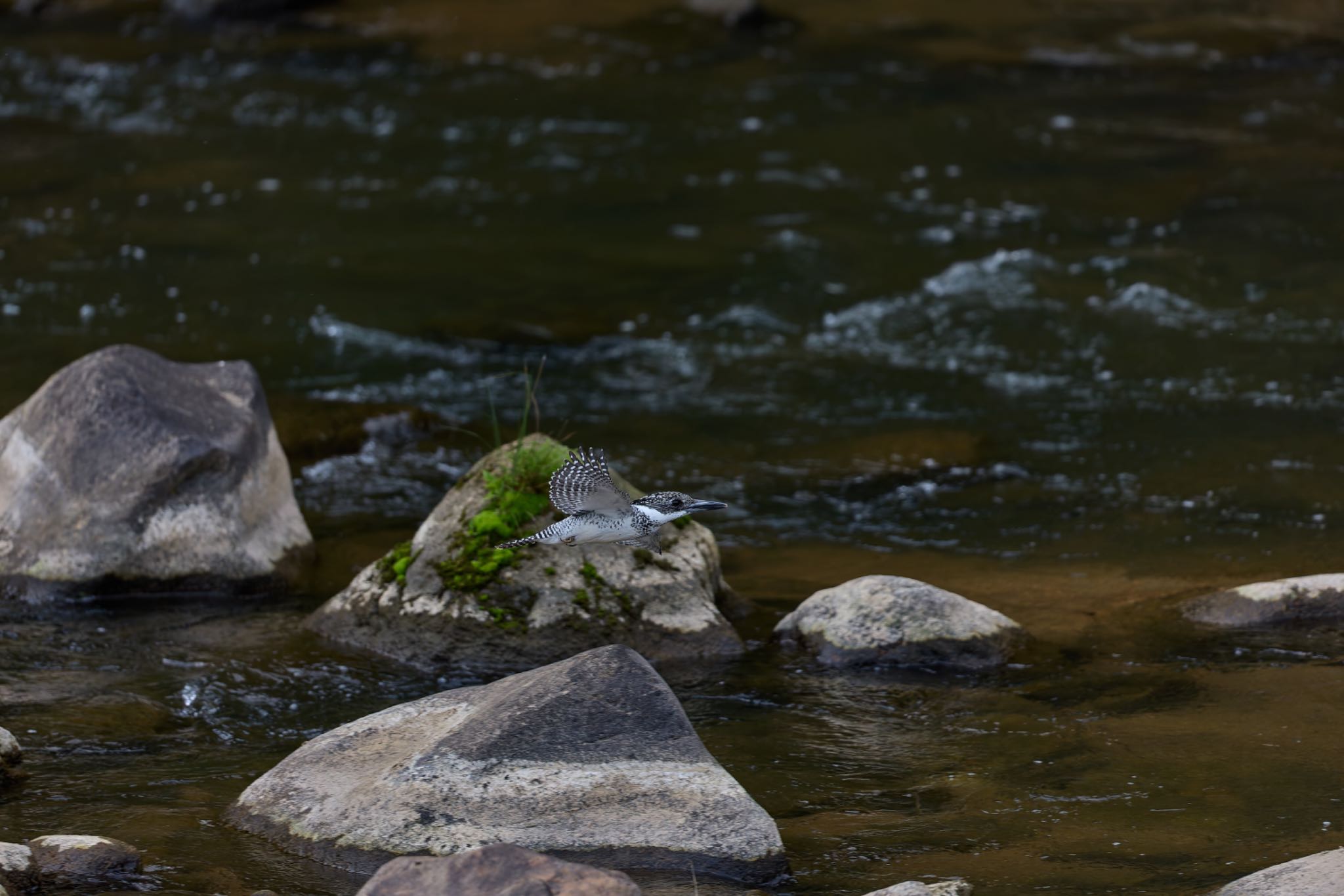 Photo of Crested Kingfisher at 奈良県 by 明石のおやじ