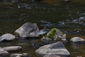 Sun, 4/28/2024 Birding report at 奈良県