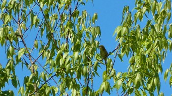 Warbling White-eye 布目ダム Sun, 4/28/2024