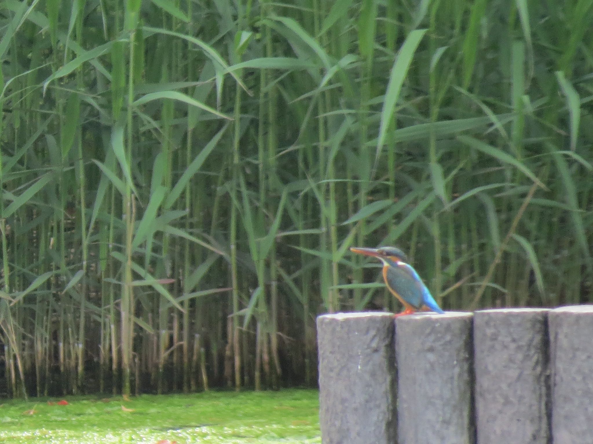Photo of Common Kingfisher at Yatsu-higata by Haruki🦜
