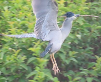 Striated Heron Ukima Park Mon, 4/29/2024