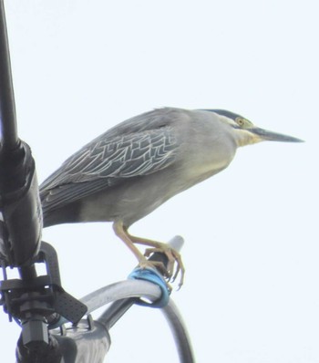 Striated Heron Ukima Park Mon, 4/29/2024