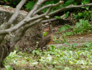 Brown-headed Thrush 横浜市立金沢自然公園 Mon, 4/29/2024