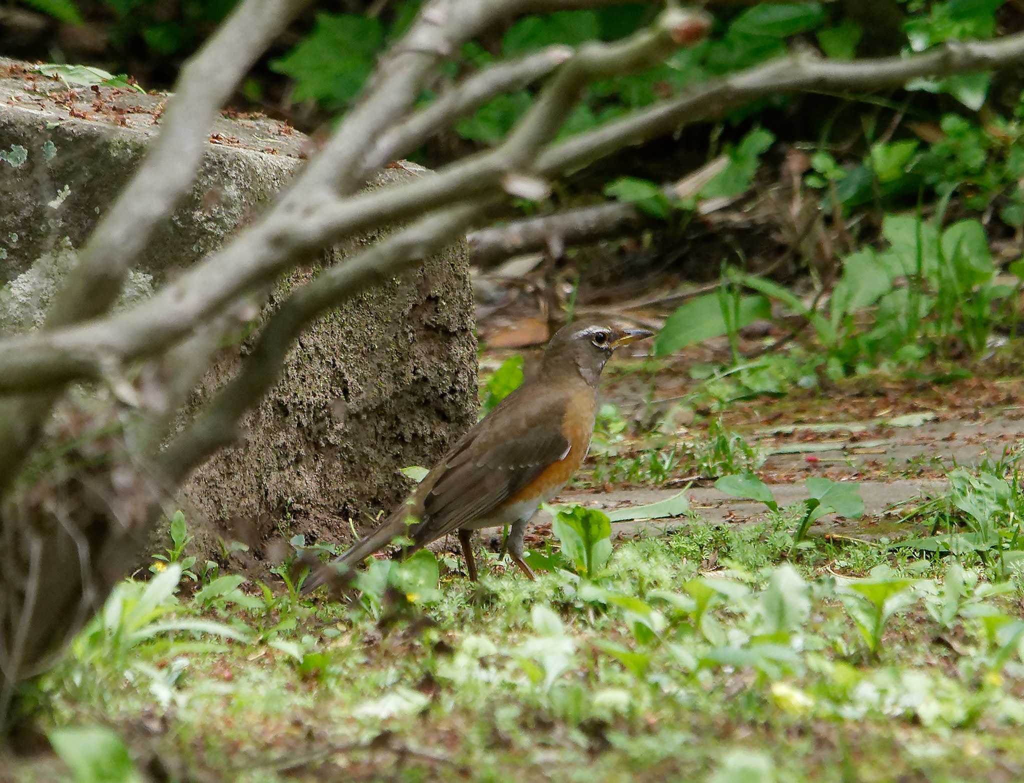 Photo of Brown-headed Thrush at 横浜市立金沢自然公園 by しおまつ