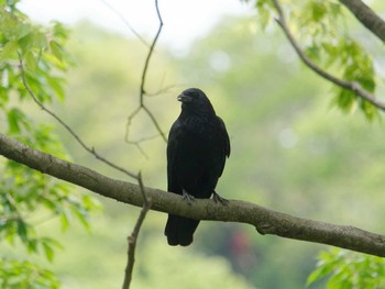 Carrion Crow 横浜市立金沢自然公園 Mon, 4/29/2024