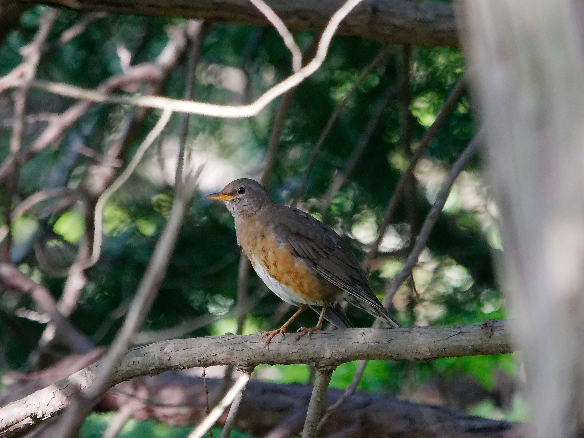 Photo of Brown-headed Thrush at 横浜市立金沢自然公園 by しおまつ