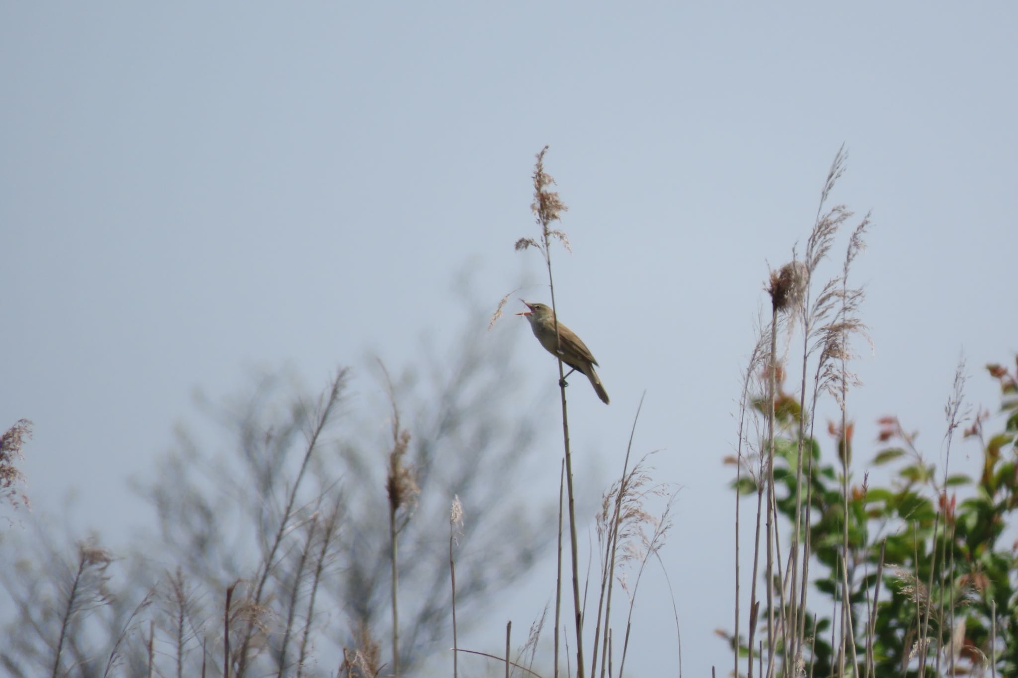 Photo of Oriental Reed Warbler at 金沢市・大宮川付近 by yossan1969