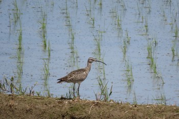 Eurasian Whimbrel 金沢市・金腐川付近 Mon, 4/29/2024