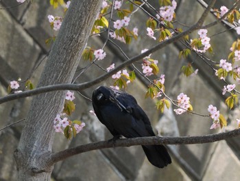 Carrion Crow 福井緑地(札幌市西区) Mon, 4/29/2024