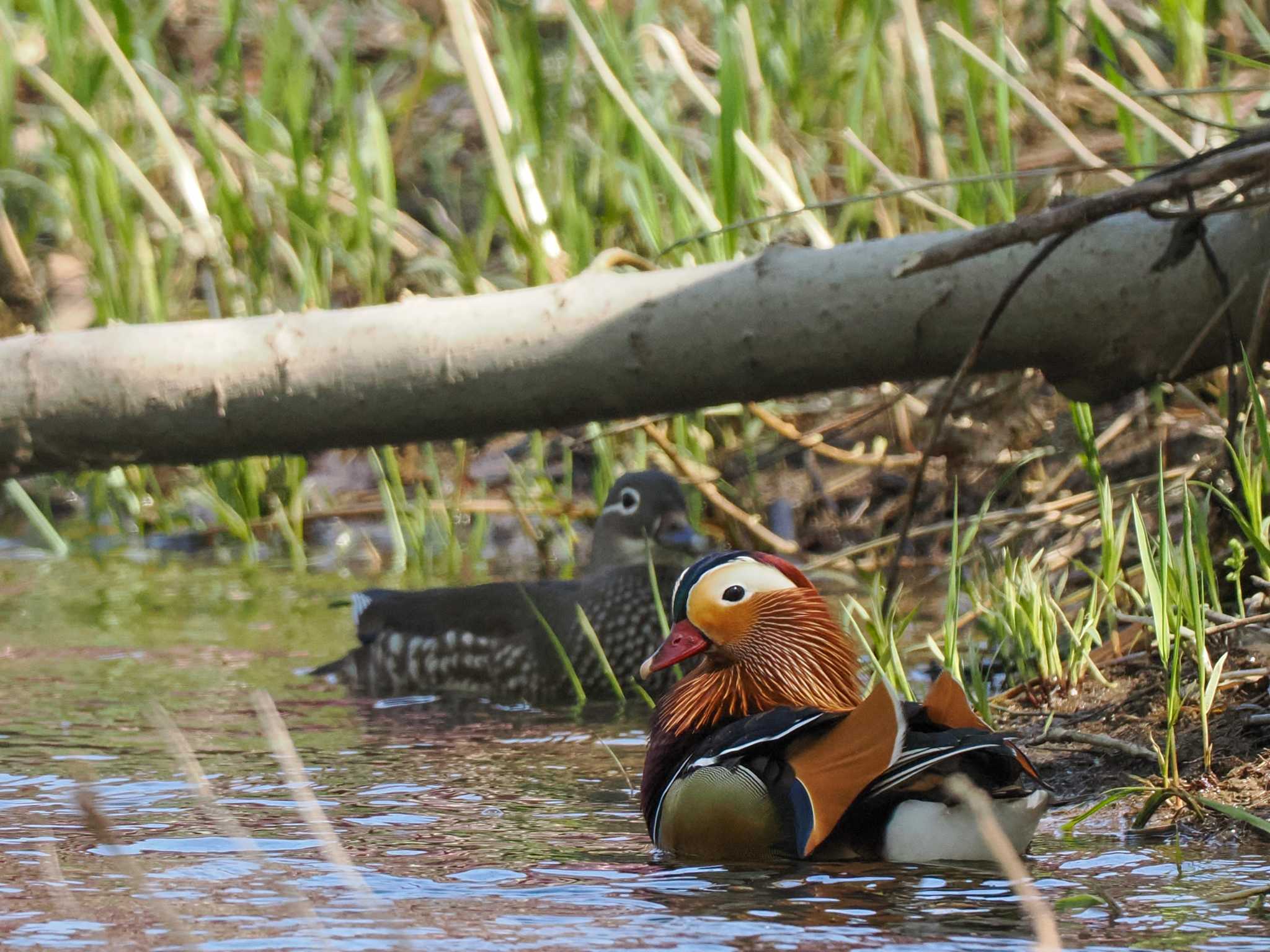 Photo of Mandarin Duck at 福井緑地(札幌市西区) by 98_Ark (98ｱｰｸ)