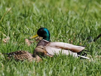 Mallard 福井緑地(札幌市西区) Mon, 4/29/2024