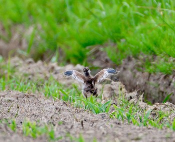 Grey-headed Lapwing 田んぼ Mon, 4/29/2024