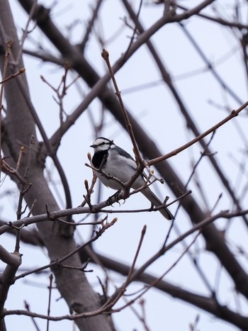 White Wagtail 以久原生花園 Sun, 4/28/2024