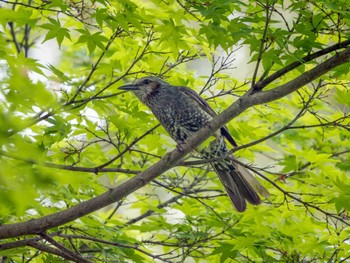 Brown-eared Bulbul つくば Mon, 4/29/2024