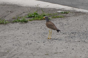 Grey-headed Lapwing Unknown Spots Sun, 4/28/2024