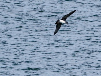 Common Gull 小樽港マリーナ Mon, 4/29/2024