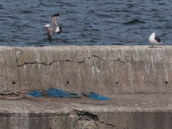 Black-tailed Gull 小樽港マリーナ Mon, 4/29/2024