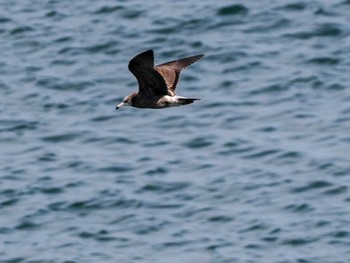 Black-tailed Gull 小樽港マリーナ Mon, 4/29/2024