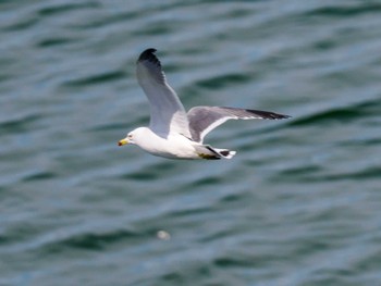 Black-tailed Gull 小樽港マリーナ Mon, 4/29/2024