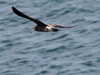 Black-tailed Gull 小樽港マリーナ Mon, 4/29/2024