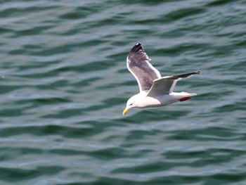 Slaty-backed Gull 小樽港マリーナ Mon, 4/29/2024