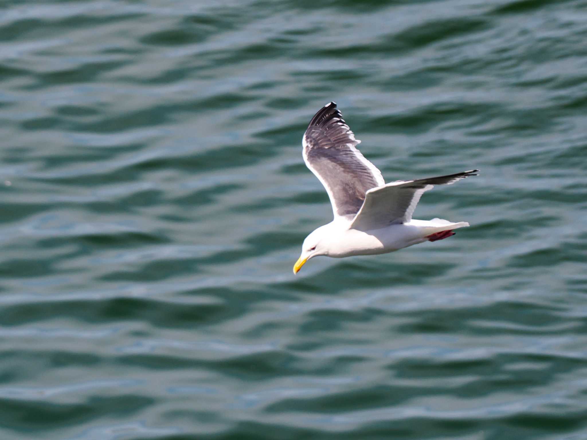 Slaty-backed Gull