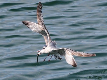 Vega Gull 小樽港マリーナ Mon, 4/29/2024