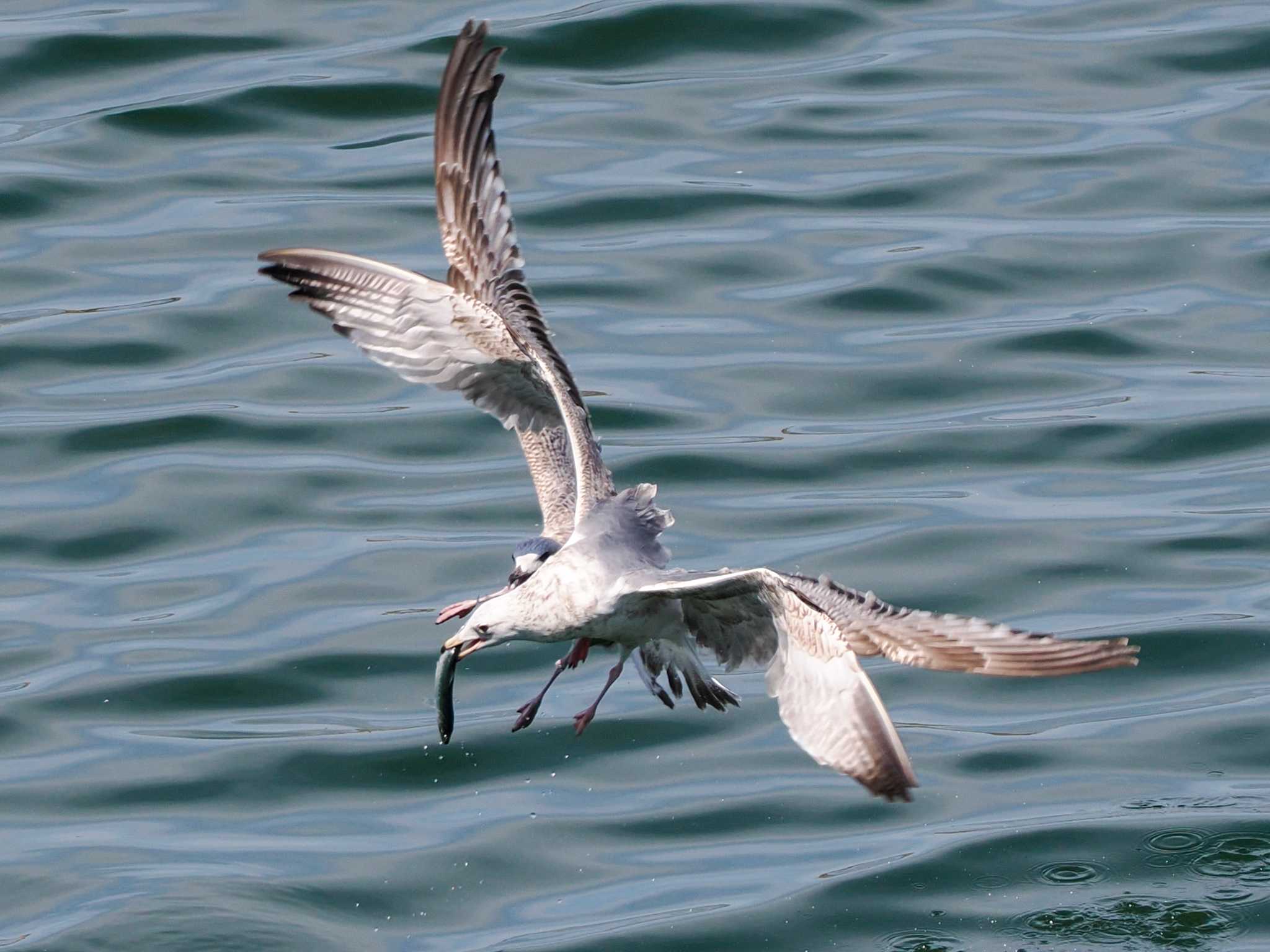 Vega Gull