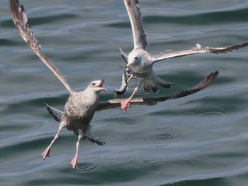 Mon, 4/29/2024 Birding report at 小樽港マリーナ