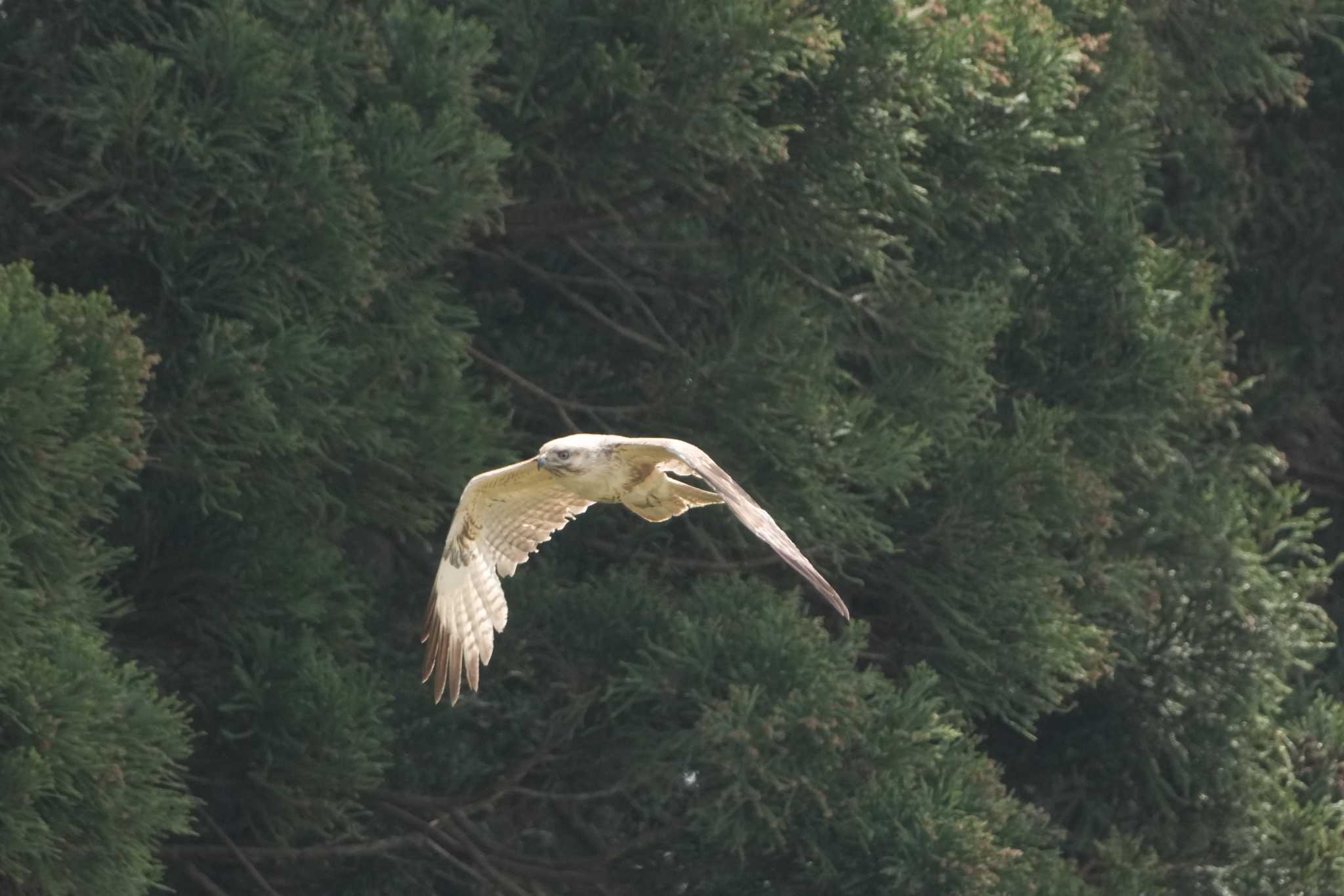 Photo of Rough-legged Buzzard at 佐渡 by oyoguneko