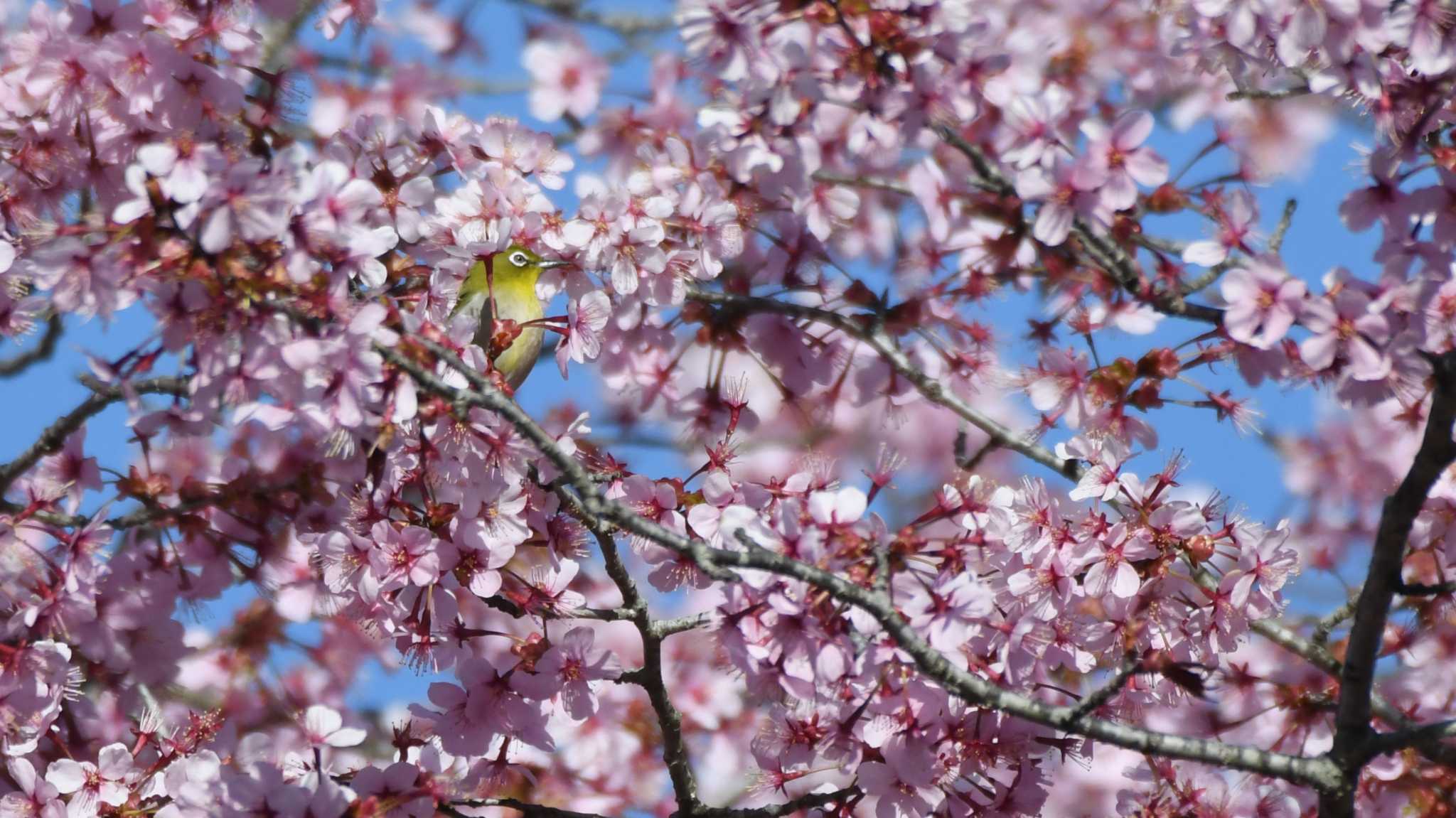 Warbling White-eye