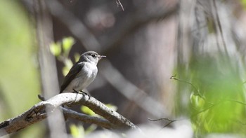 コサメビタキ 軽井沢野鳥の森 2024年4月28日(日)