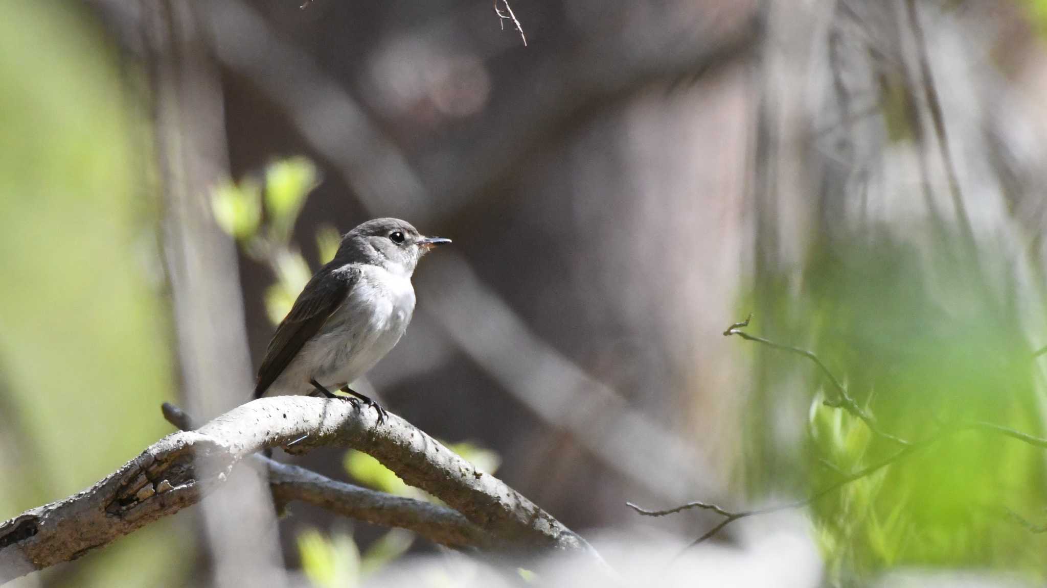 Asian Brown Flycatcher