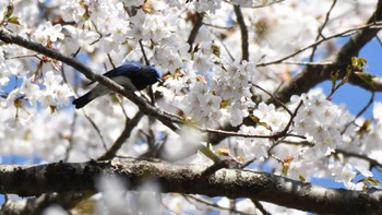 Blue-and-white Flycatcher Karuizawa wild bird forest Sun, 4/28/2024