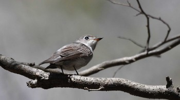 コサメビタキ 軽井沢野鳥の森 2024年4月28日(日)