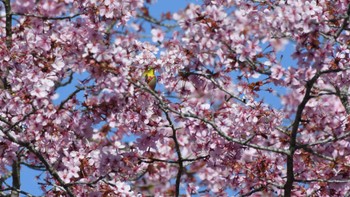 メジロ 軽井沢野鳥の森 2024年4月28日(日)