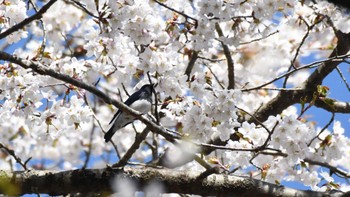 Blue-and-white Flycatcher Karuizawa wild bird forest Sun, 4/28/2024