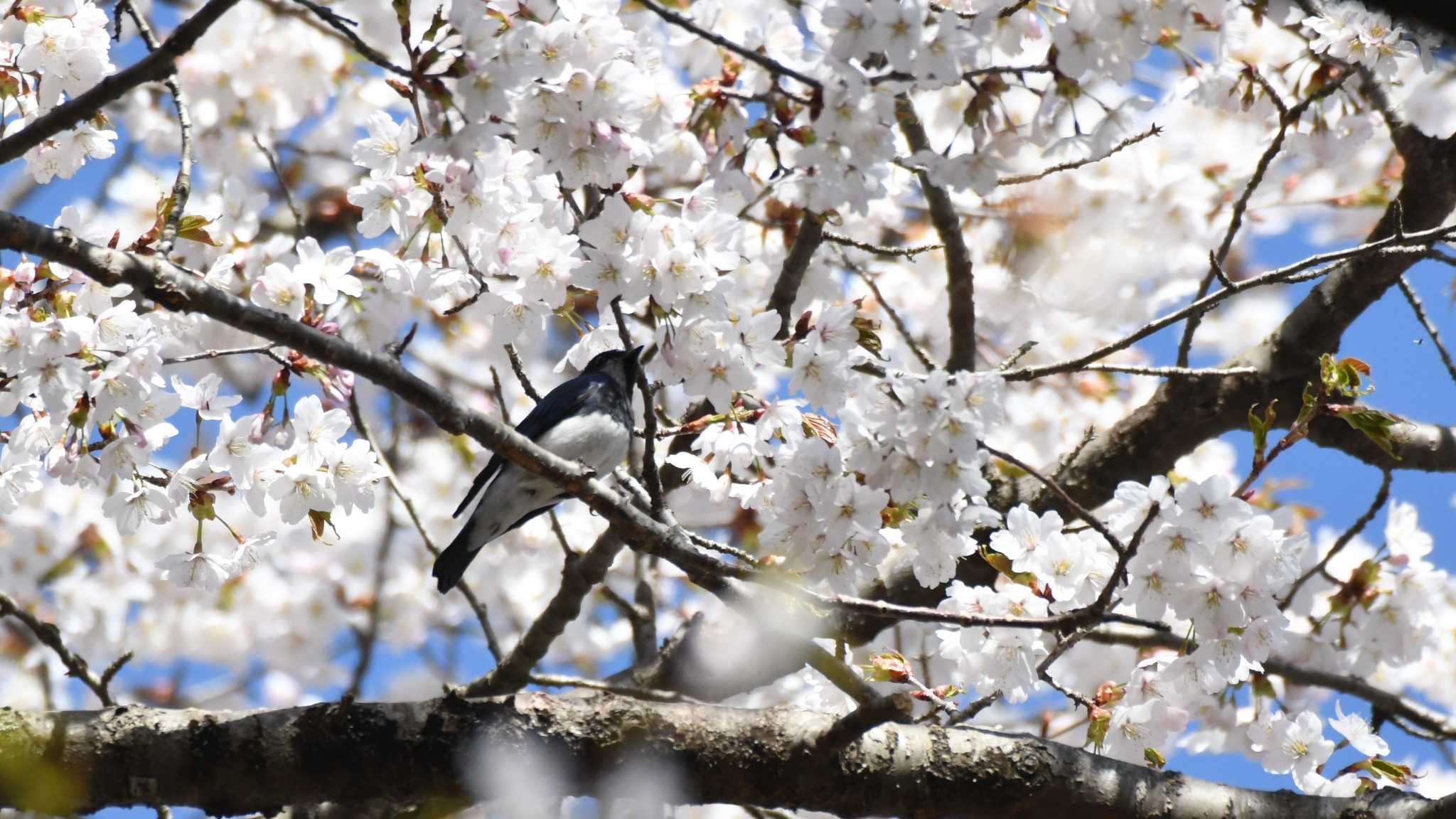 Blue-and-white Flycatcher