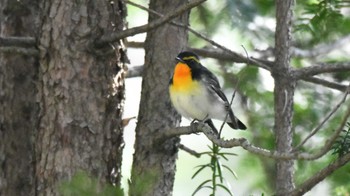 Narcissus Flycatcher Karuizawa wild bird forest Sun, 4/28/2024