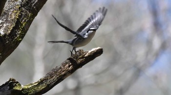 サンショウクイ 軽井沢野鳥の森 2024年4月28日(日)