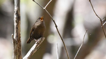 ミソサザイ 軽井沢野鳥の森 2024年4月28日(日)