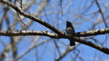 Blue-and-white Flycatcher Karuizawa wild bird forest Sun, 4/28/2024