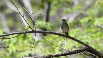 ウグイス 軽井沢野鳥の森 2024年4月28日(日)