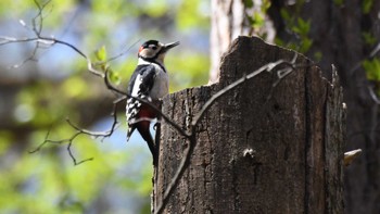 Great Spotted Woodpecker Karuizawa wild bird forest Sun, 4/28/2024