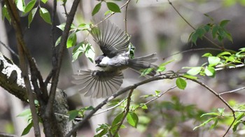 コガラ 軽井沢野鳥の森 2024年4月28日(日)