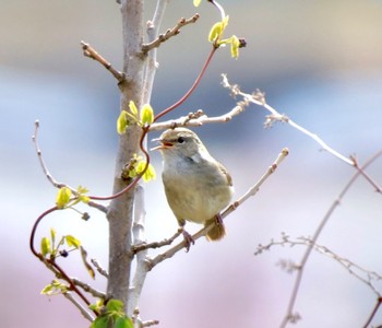 Japanese Bush Warbler リニアの見える丘 Tue, 4/2/2024