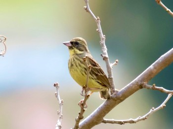 Masked Bunting リニアの見える丘 Tue, 4/2/2024