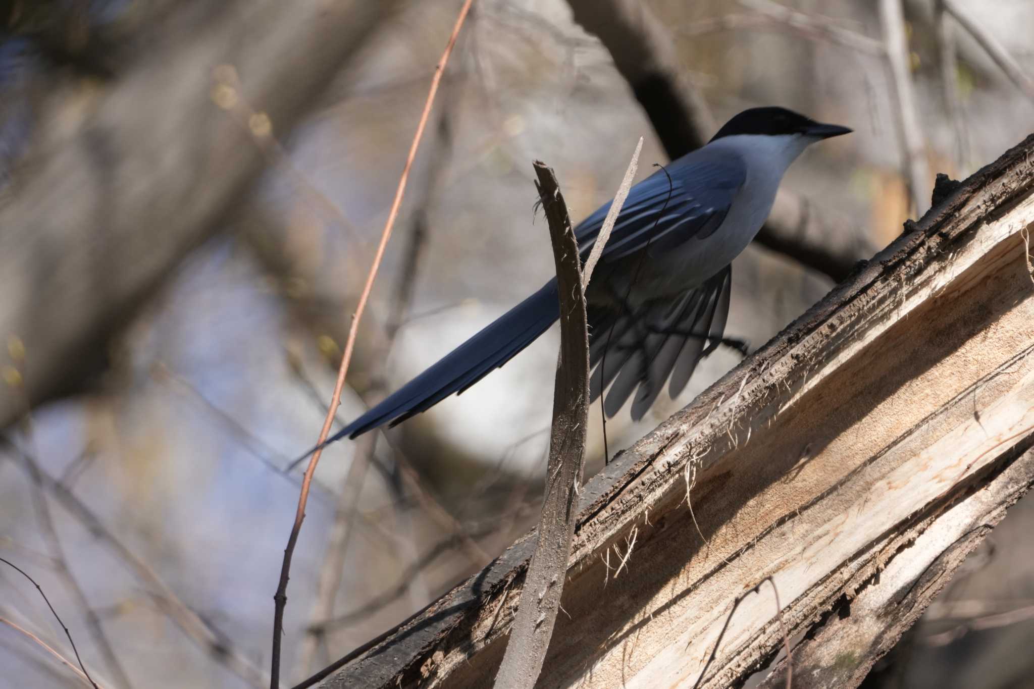 Photo of Azure-winged Magpie at 黒川清流公園 by oyoguneko