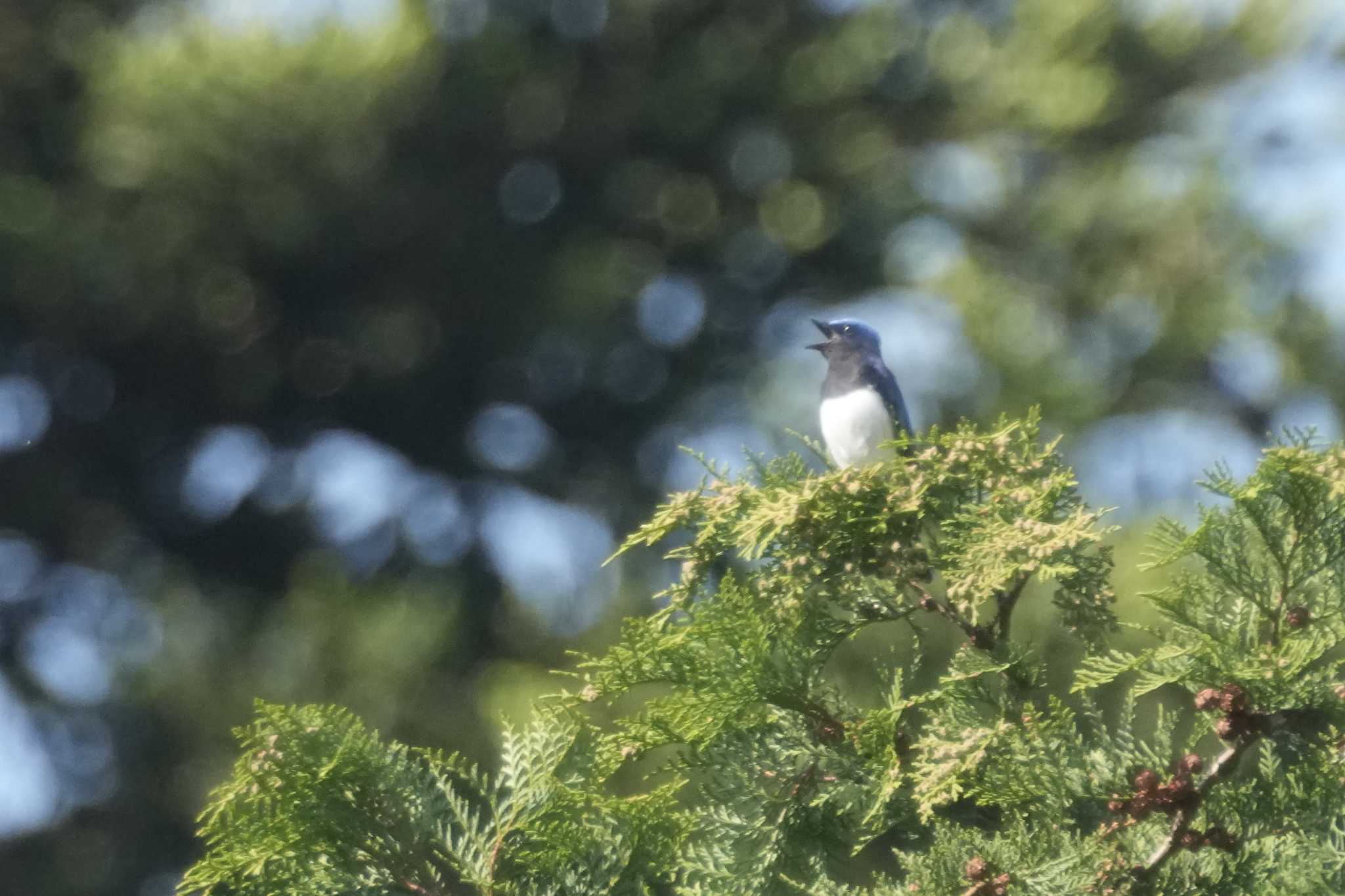 Photo of Blue-and-white Flycatcher at 八王子城跡 by oyoguneko